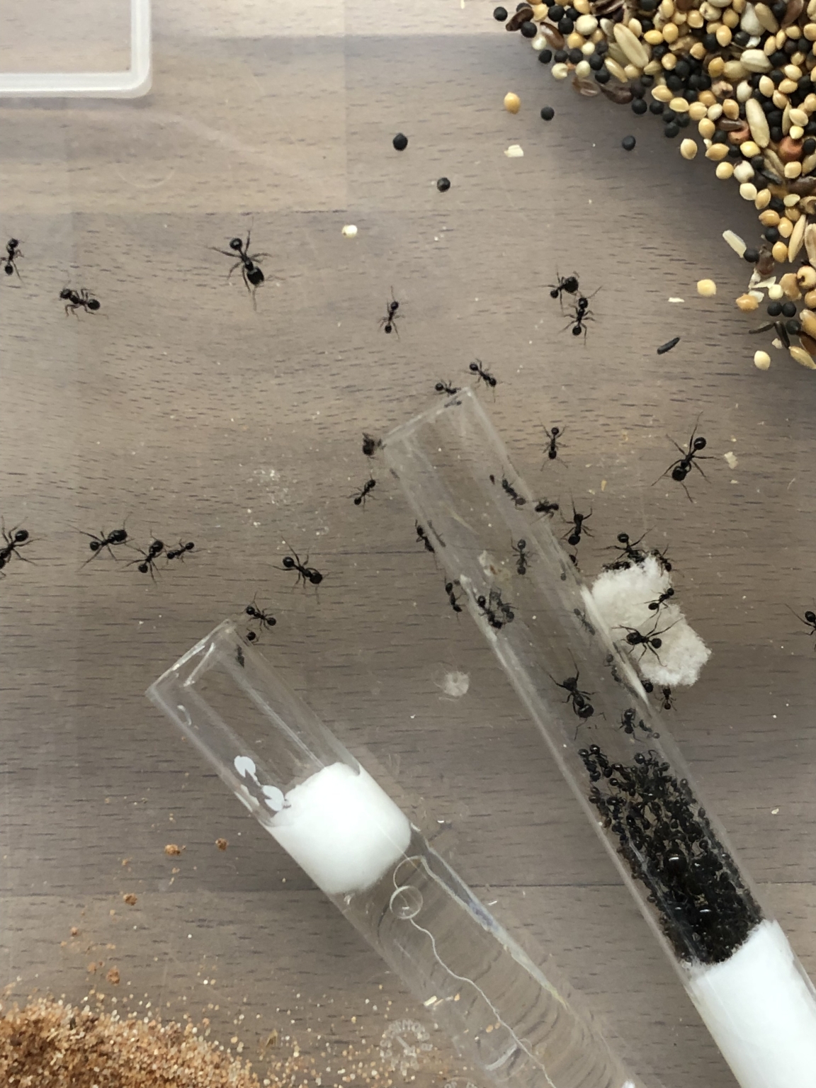 Eine Aufzuchtbox-Ameisenkolonie